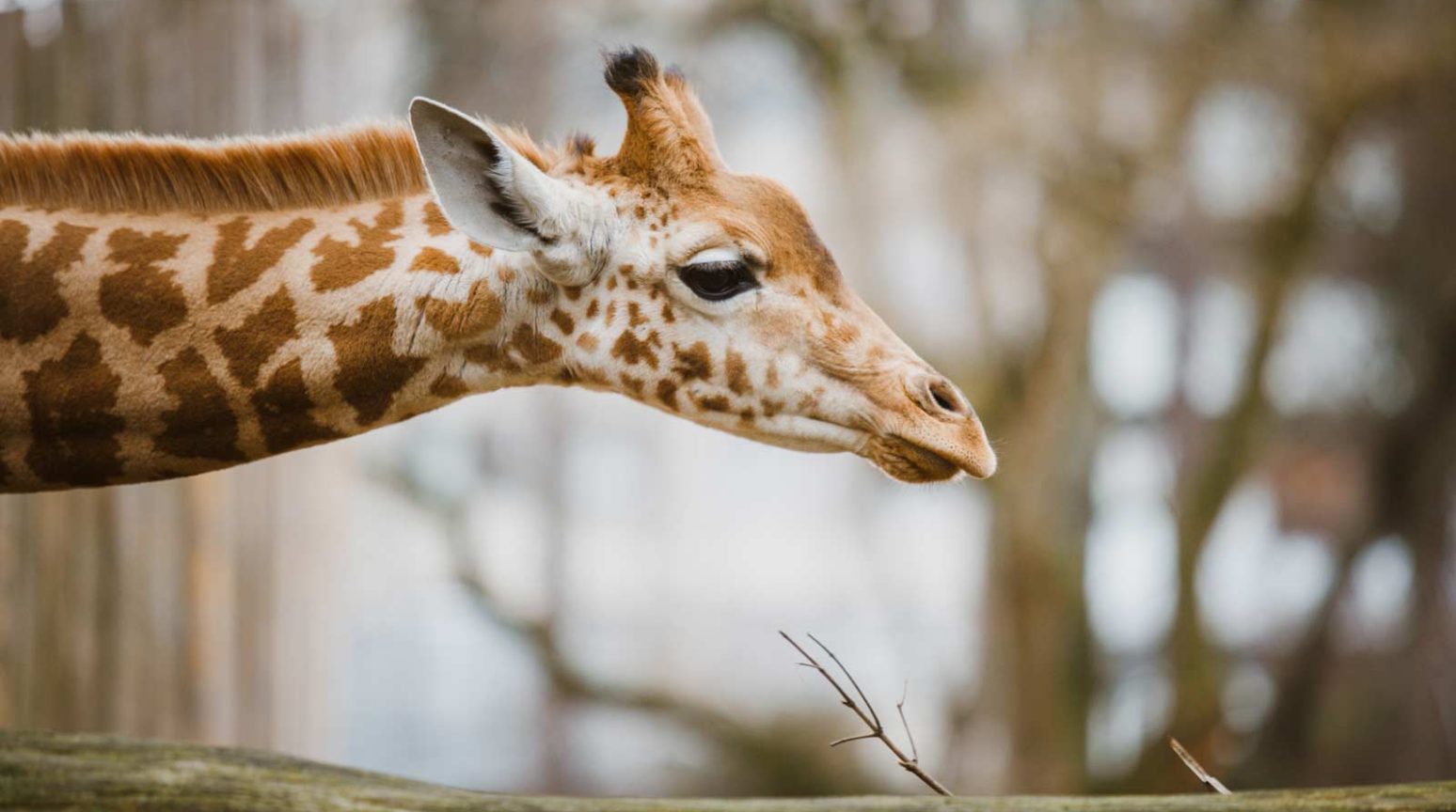 giraffe
